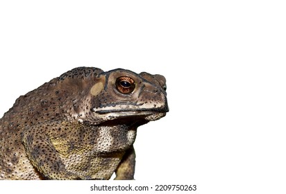 Toads Are Amphibians In The Order Of Frogs. (Anura) Isolated On A White Background.