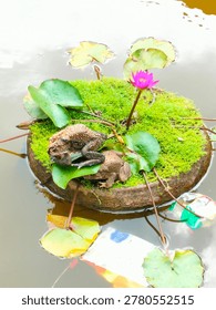 Toads resting on a mossy floating lily pad with a blooming pink water lily in a pond.

A pair of common toads sitting on a circular mossy base surrounded by lily pads and a pink lotus flower.

Nature scene: Toads on a floating moss garden with a vibrant pink water  in the center of a pond.

Wild toads and a blooming pink lily on a green mossy platform in a tropical water garden.