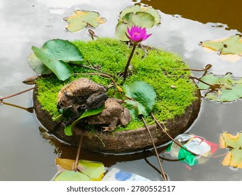 Toads resting on a mossy floating lily pad with a blooming pink water lily in a pond.

A pair of common toads sitting on a circular mossy base surrounded by lily pads and a pink lotus flower.

Nature scene: Toads on a floating moss garden with a vibrant pink water  in the center of a pond.

Wild toads and a blooming pink lily on a green mossy platform in a tropical water garden.