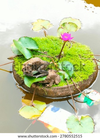 Toads resting on a mossy floating lily pad with a blooming pink water lily in a pond.

A pair of common toads sitting on a circular mossy base surrounded by lily pads and a pink lotus flower.

Nature scene: Toads on a floating moss garden with a vibrant pink water  in the center of a pond.

Wild toads and a blooming pink lily on a green mossy platform in a tropical water garden.