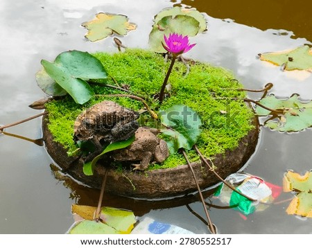 Toads resting on a mossy floating lily pad with a blooming pink water lily in a pond.

A pair of common toads sitting on a circular mossy base surrounded by lily pads and a pink lotus flower.

Nature scene: Toads on a floating moss garden with a vibrant pink water  in the center of a pond.

Wild toads and a blooming pink lily on a green mossy platform in a tropical water garden.