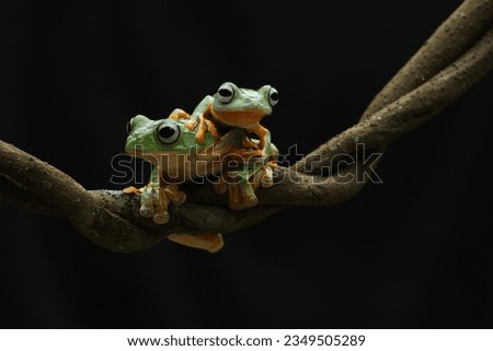 toads, two, a pair of frogs on a black background
