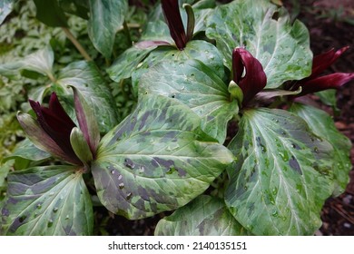 Toadshade is also called Sessile Trillium and Toad Trillium. Little Sweet Betsy is also called Large Toadshade and Whip-poor-will Flower.