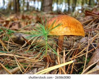 Toadstool In Autumn - Cortinarius Semisanguineus (Cortinariaceae)