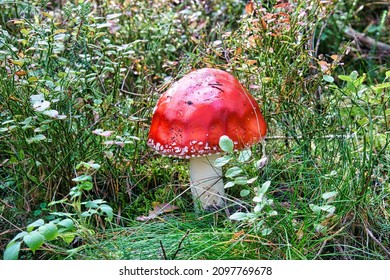 Toadstool in a deciduous forest on the Darss. The poisonous red mushrooms are often seen in groups
