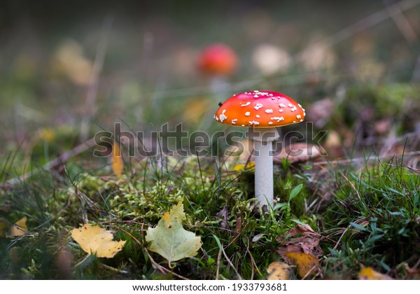 A toadstool in Diersfordter forest in the Lower\
Rhine in Germany