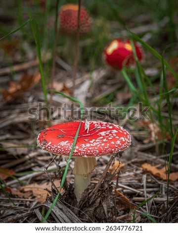 Toadstool in the foreground stands in the forest