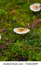 Toadstool in the forest.