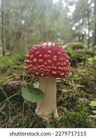 toadstool in the forest on the ground among the grass. be careful, it is a dangerous mushroom that can poison you and make you sick