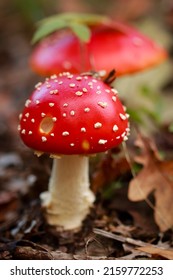 Toadstool in the forest undergrowth