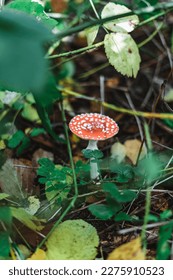 Toadstool in a forrest with leaves