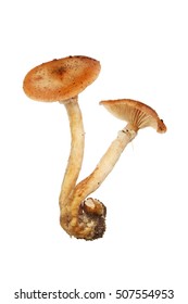 Toadstool Fungi Isolated Against White