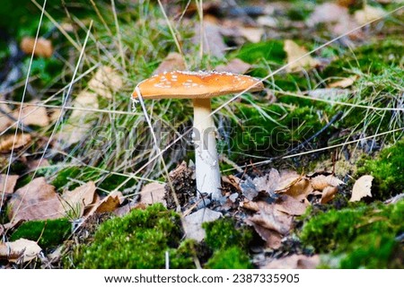 toadstool, fungus, mushroom, green grass, nature, autumn, sunlight