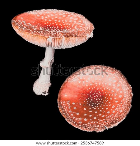 A toadstool head cap Red isolated art 