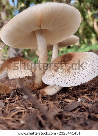 toadstool (mushroom) that grows on piles of decomposed palm kernel powder.