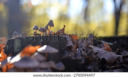 toadstool mushrooms. Old mossy tree stump in the forest and a family of mushrooms on it. The beauty of nature, poisonous mushrooms, macrocosm, close-up. Mushroom season, autumn forest