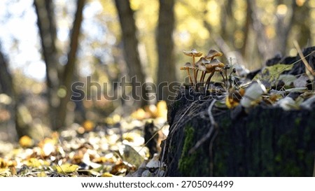 toadstool mushrooms. Old mossy tree stump in the forest and a family of mushrooms on it. The beauty of nature, poisonous mushrooms, macrocosm, close-up. Mushroom season, autumn forest