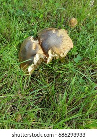 Toadstools