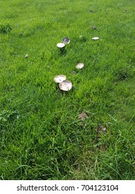 Toadstools