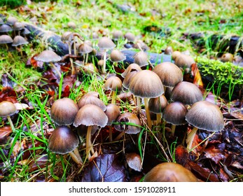 Toadstools In New Forest Hampshire England UK