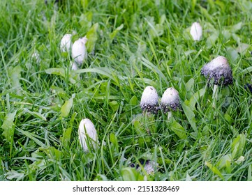 Toadstools. Poisonous porcini mushrooms grow in  clearing among green grass. Botany.