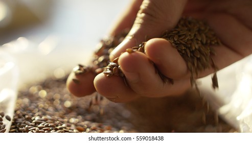 Toasted Barley Malt To Make Dark And Light Beer. Concept Of Nature And Creation Of Natural Products Such As Beer And Fresh Hops. Organic And Natural Malt For Brewmaster