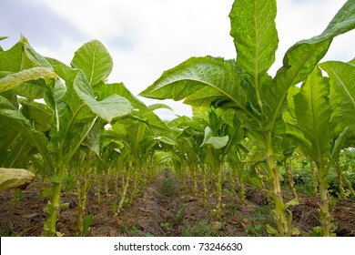 Tobacco agriculture in Thailand