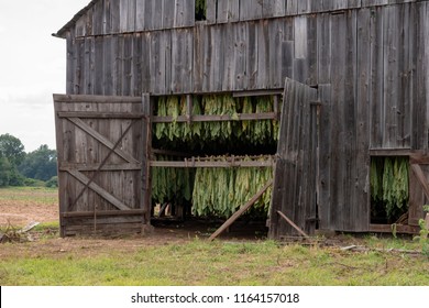 Tobacco Barn Drying 