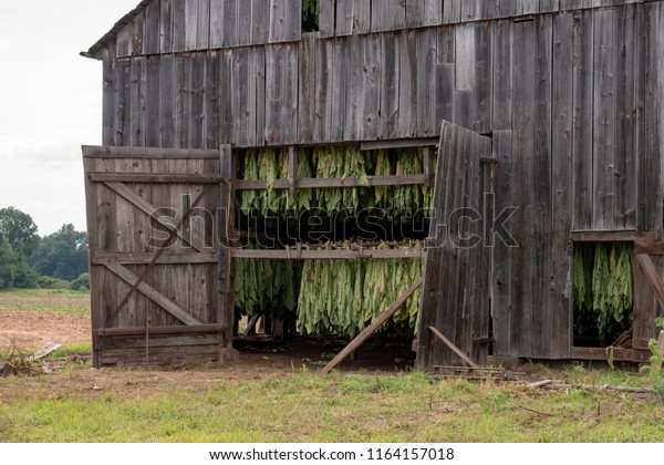 Tobacco Barn Drying Stock Photo Edit Now 1164157018