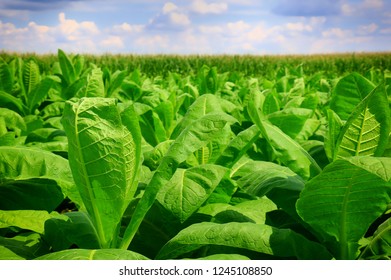 Tobacco Big Leaf Crops Growing Tobacco Stock Photo 1245108850 ...