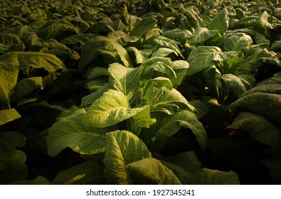 Tobacco big leaf crops growing in tobacco plantation field.Tropical Tobacco green leaf texture,for background