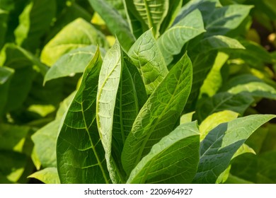 Tobacco Big Leaf Crops Growing In Tobacco Plantation Field.