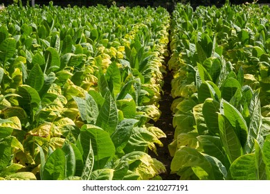 Tobacco Big Leaf Crops Growing In Tobacco Plantation Field.