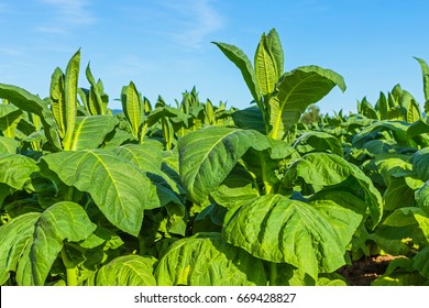 26,286 Green Tobacco Leaf Stock Photos, Images & Photography | Shutterstock