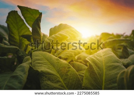 Tobacco big leaf crops growing in tobacco plantation field
