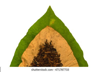 Tobacco Dry  And  Green Tobacco   Leaf On White Background