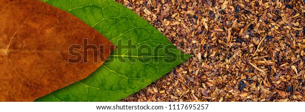 Tobacco dry leaf and tobacco green\
leaf on Tobacco dry banner background, copy space, text\
place