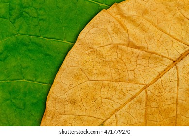 Tobacco dry leaf  on green tobacco  background. High quality tobacco big leaf, macro closeup