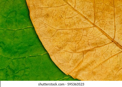 Tobacco Dry Leaf  On Green Tobacco  Background