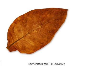 Tobacco Dry Leaf On White Background. Dry Tobacco Leaf Isolated On White Background.  High Quality Tobacco Big Leaf, Macro Close Up.