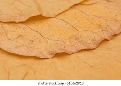 Tobacco Dry Leaf Texture Background 