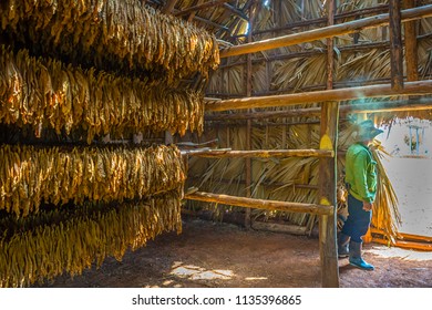 Tobacco Drying Hut In Viñales, Cuba