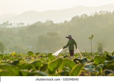 Tobacco Farm