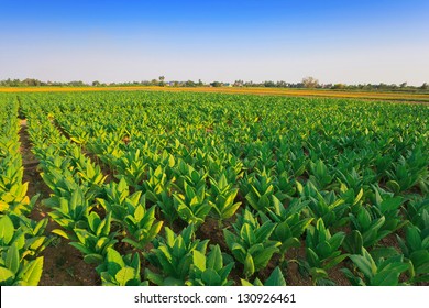 Tobacco Farm, Tobacco Field