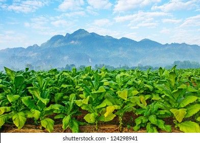 Tobacco Farm In Morning.