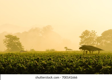 Tobacco Farm In The Morning