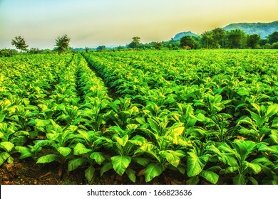 Tobacco Farm In Morning. HDR