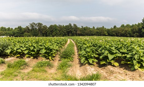 Tobacco Farm In NC