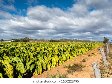 Tobacco Farm In Oudtshoorn South Africa With Beautiful Sky