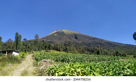 Tobacco Farm In Sindoro Mountains